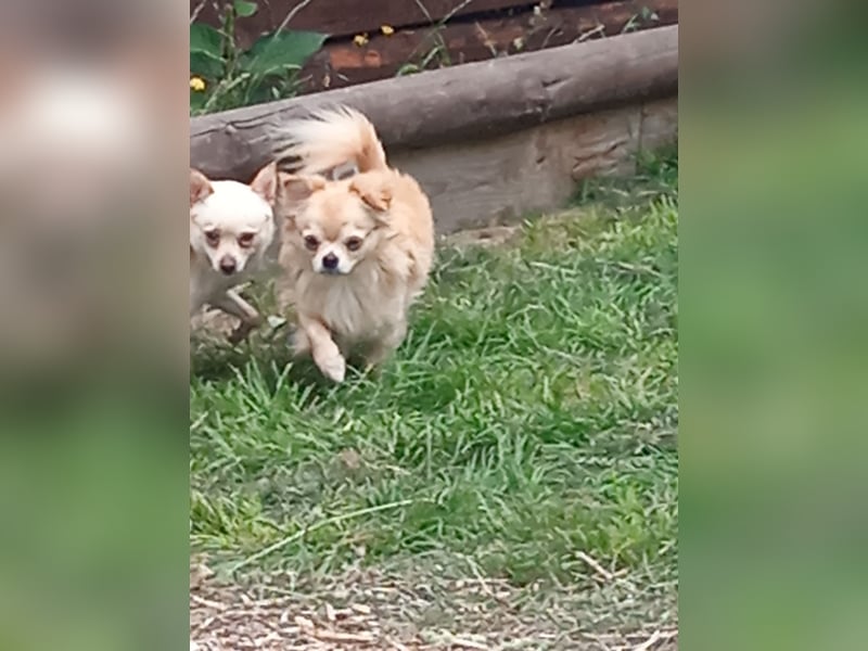 Zwei Chihuahua Buben sind auf der Suche ………..