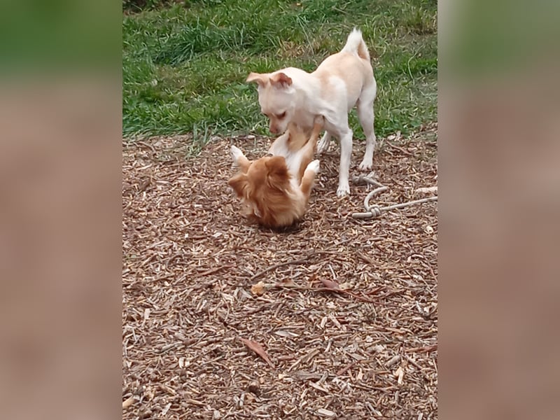 Zwei Chihuahua Buben sind auf der Suche ………..