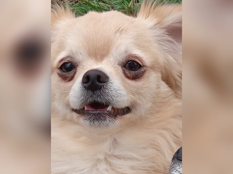 Zwei Chihuahua Buben sind auf der Suche ………..
