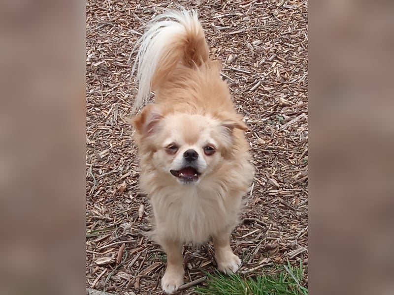 Zwei Chihuahua Buben sind auf der Suche ………..