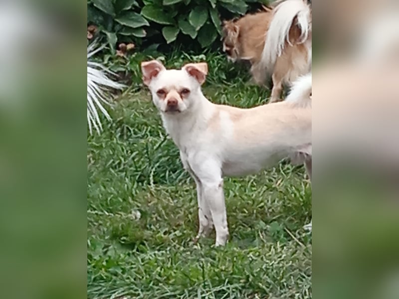 Zwei Chihuahua Buben sind auf der Suche ………..