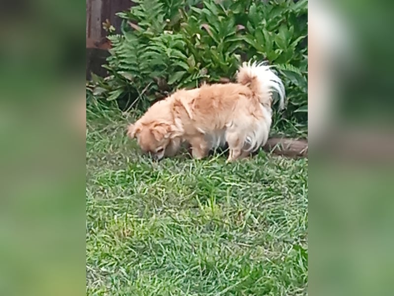 Zwei Chihuahua Buben sind auf der Suche ………..
