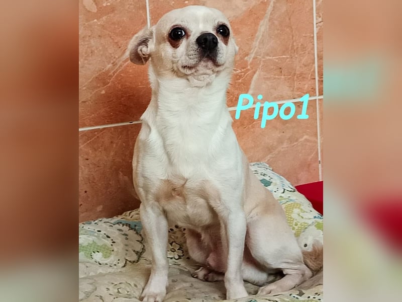 Pipo1 geb. 06/2022 (ESP) - charakterstarker, kleiner Chihuahua!