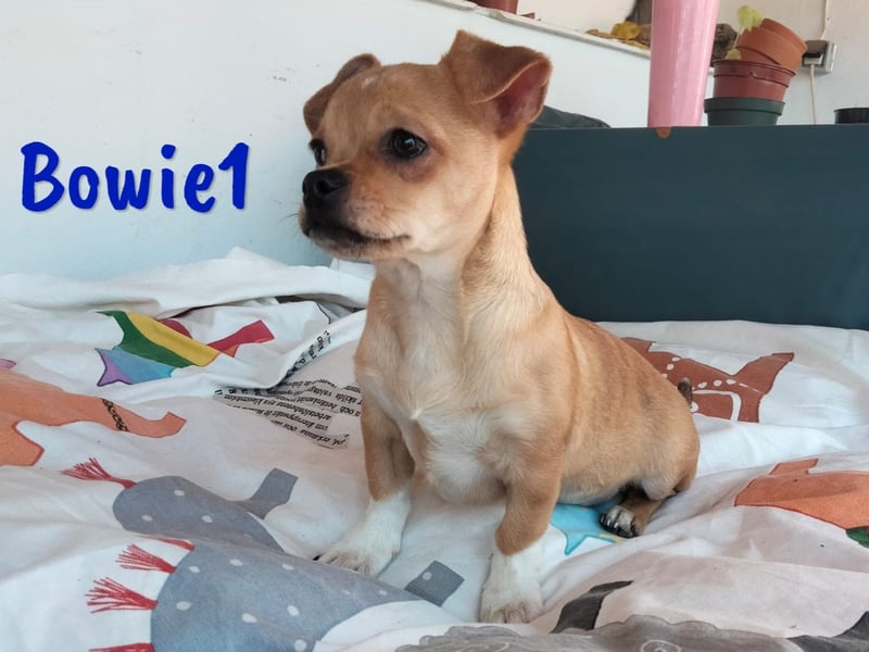 Bowie1 12/2024 (ESP Pflegestelle) - verspielter und sozialer Chihuahua Welpe!