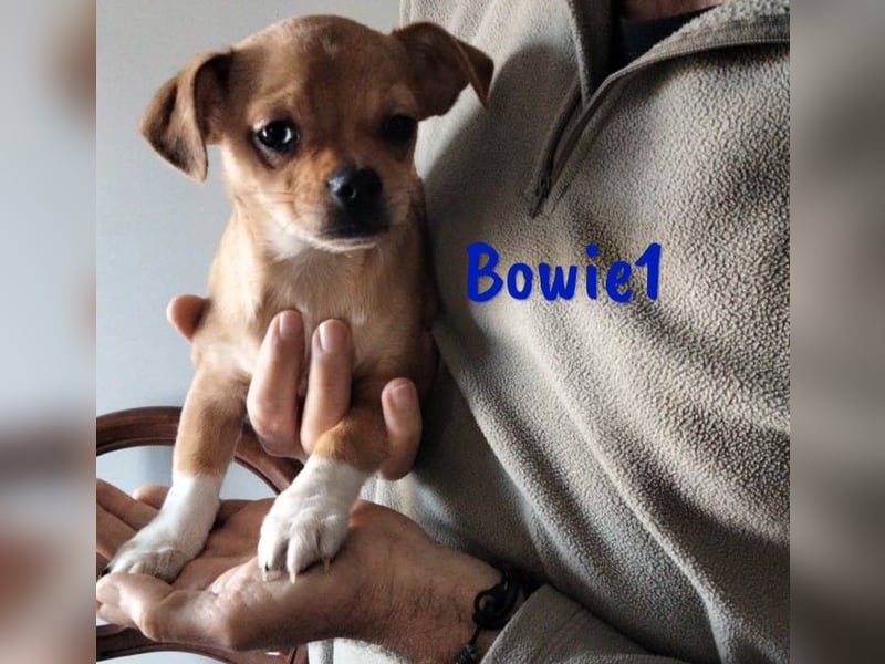 Bowie1 12/2024 (ESP Pflegestelle) - verspielter und sozialer Chihuahua Welpe!