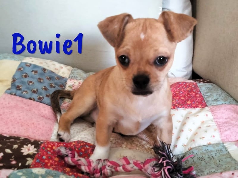 Bowie1 12/2024 (ESP Pflegestelle) - verspielter und sozialer Chihuahua Welpe!