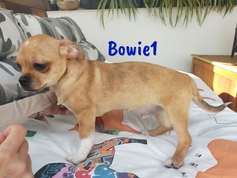 Bowie1 12/2024 (ESP Pflegestelle) - verspielter und sozialer Chihuahua Welpe!