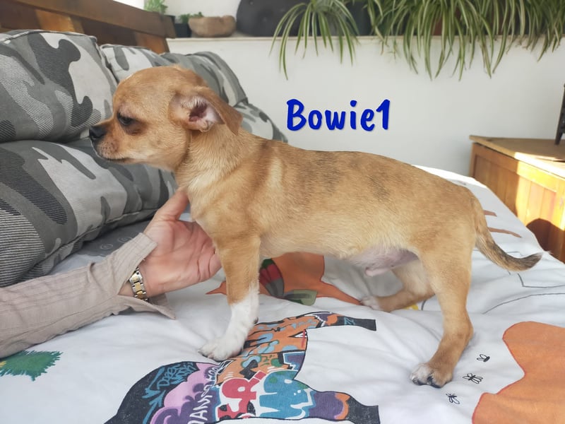 Bowie1 12/2024 (ESP Pflegestelle) - verspielter und sozialer Chihuahua Welpe!