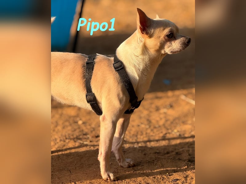 Pipo1 geb. 06/2022 (ESP) - charakterstarker, kleiner Chihuahua!