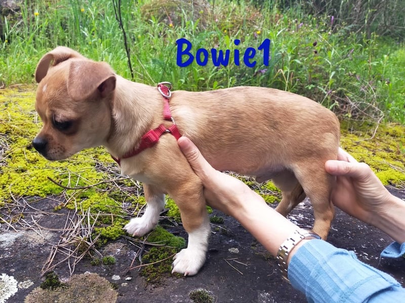 Bowie1 12/2024 (ESP Pflegestelle) - verspielter und sozialer Chihuahua Welpe!