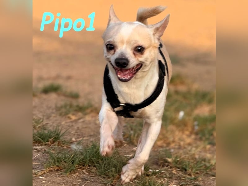 Pipo1 geb. 06/2022 (ESP) - charakterstarker, kleiner Chihuahua!