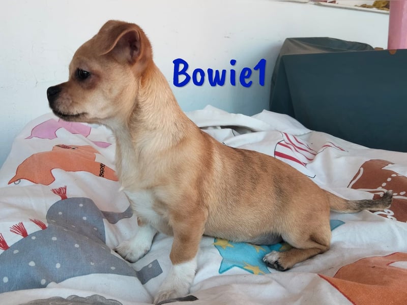 Bowie1 12/2024 (ESP Pflegestelle) - verspielter und sozialer Chihuahua Welpe!