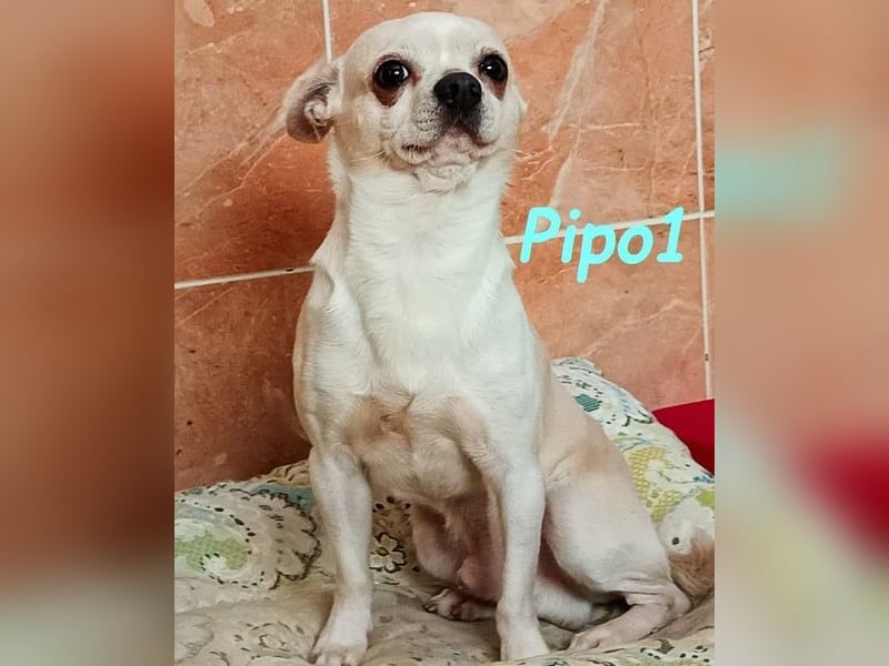 Pipo1 geb. 06/2022 (ESP) - charakterstarker, kleiner Chihuahua!