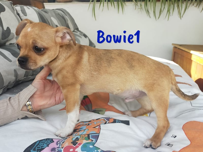 Bowie1 12/2024 (ESP Pflegestelle) - verspielter und sozialer Chihuahua Welpe!