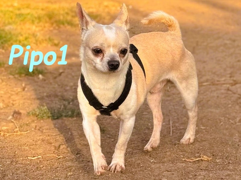 Pipo1 geb. 06/2022 (ESP) - charakterstarker, kleiner Chihuahua!
