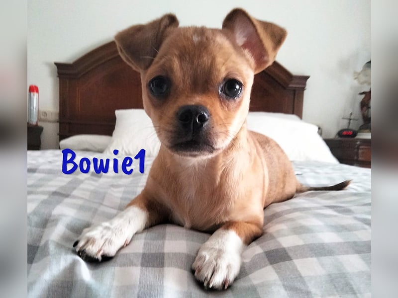 Bowie1 12/2024 (ESP Pflegestelle) - verspielter und sozialer Chihuahua Welpe!