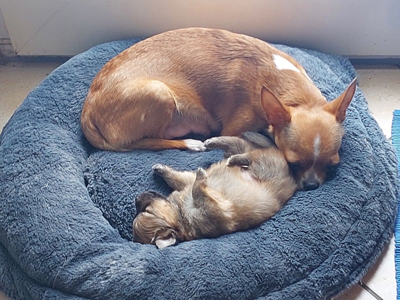 Süße Pomchi Welpen