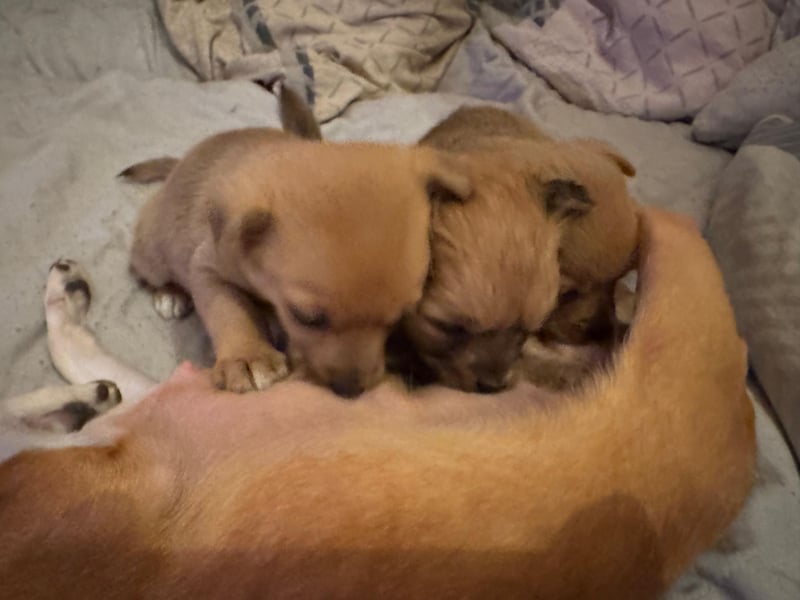 Süße Pomchi Welpen