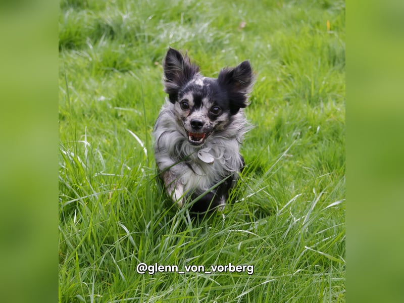 Chihuahua Deckrüde mit ZTP & AT, Merle
