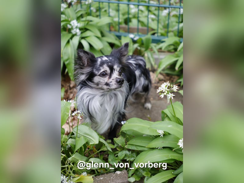 Chihuahua Deckrüde mit ZTP & AT, Merle