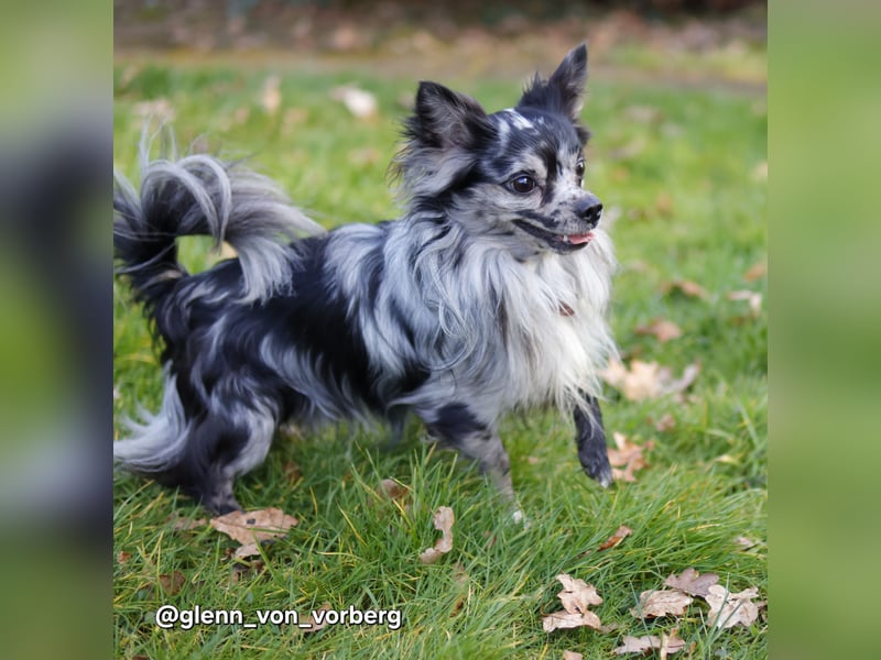 Chihuahua Deckrüde mit ZTP & AT, Merle