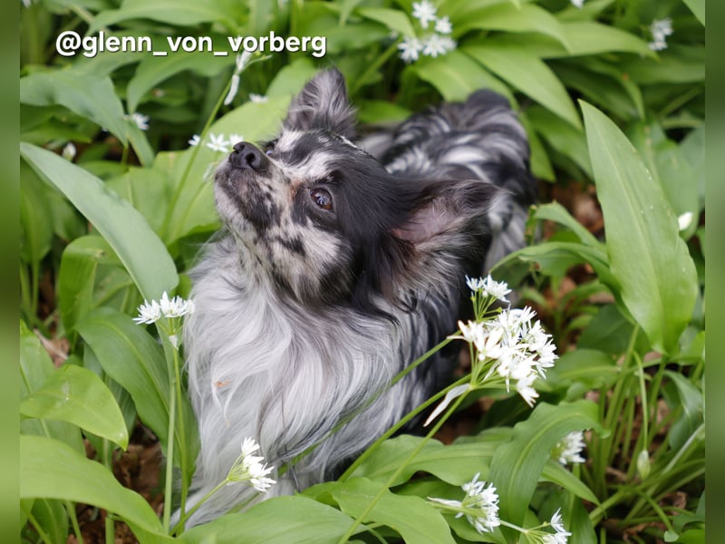 Chihuahua Deckrüde mit ZTP & AT, Merle
