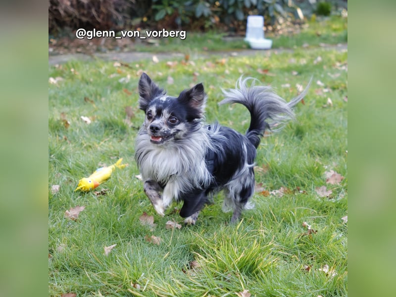 Chihuahua Deckrüde mit ZTP & AT, Merle