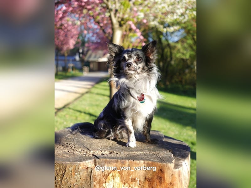 Chihuahua Deckrüde mit ZTP & AT, Merle