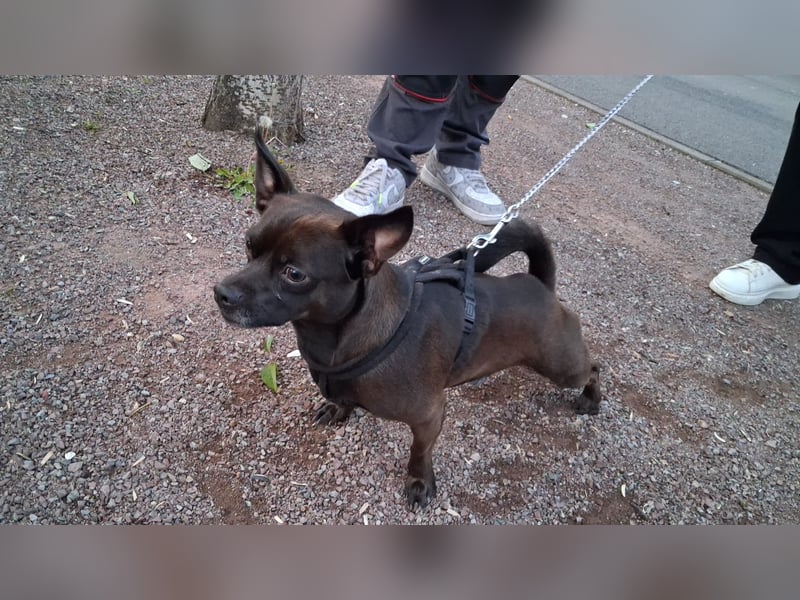 Hund verkaufen