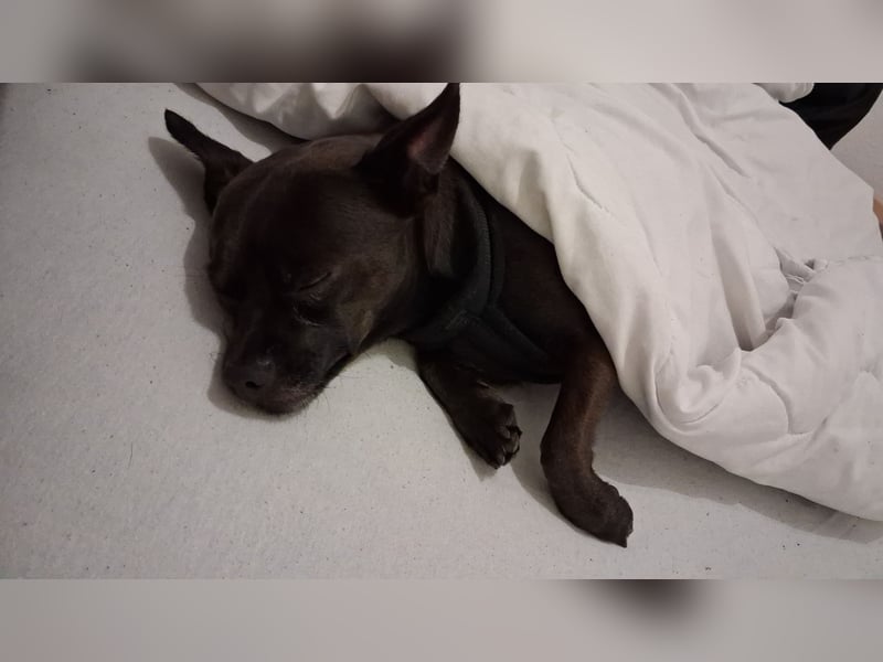 Hund verkaufen