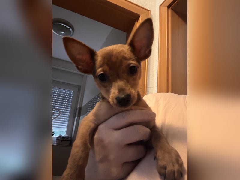 Chihuahua Mix Welpe (Rüde) geb 29.10.2024 sucht liebevolles Zuhause