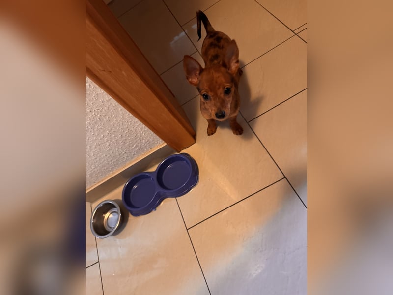 Chihuahua Mix Welpe (Rüde) geb 29.10.2024 sucht liebevolles Zuhause