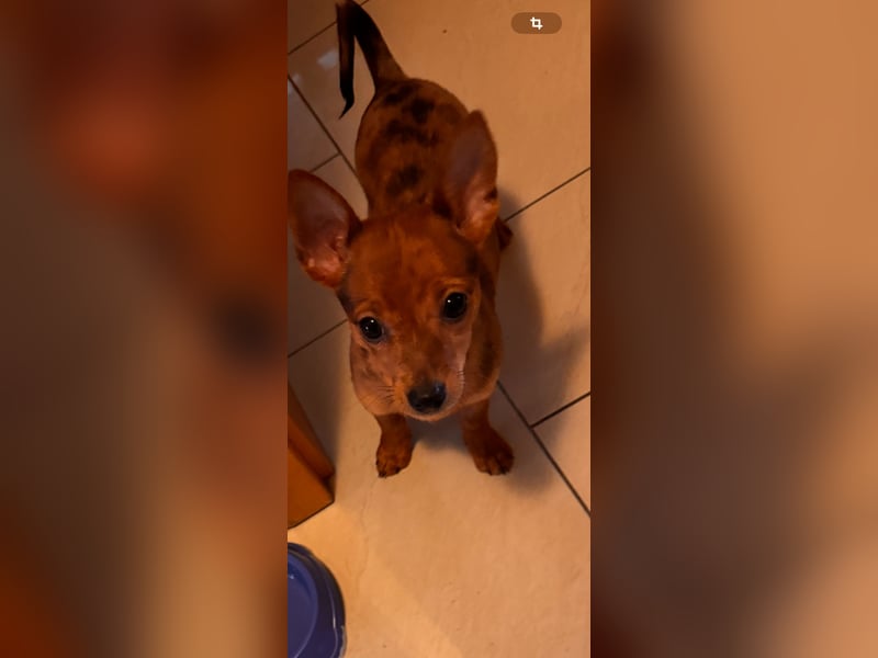 Chihuahua Mix Welpe (Rüde) geb 29.10.2024 sucht liebevolles Zuhause