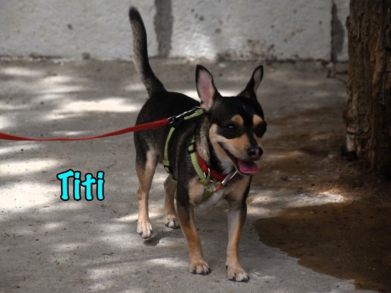 Titi geb. 03/2023 (ESP) - fröhlicher und liebevoller, kleiner Chihuahua-Mix!