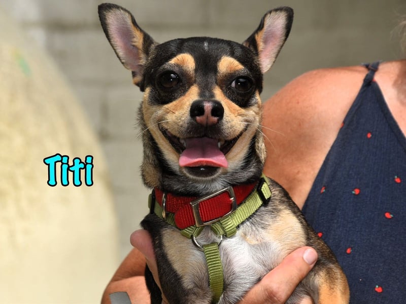 Titi geb. 03/2023 (ESP) - fröhlicher und liebevoller, kleiner Chihuahua-Mix!