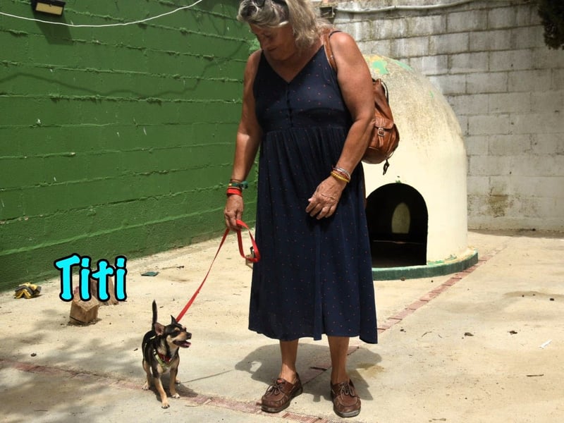 Titi geb. 03/2023 (ESP) - fröhlicher und liebevoller, kleiner Chihuahua-Mix!