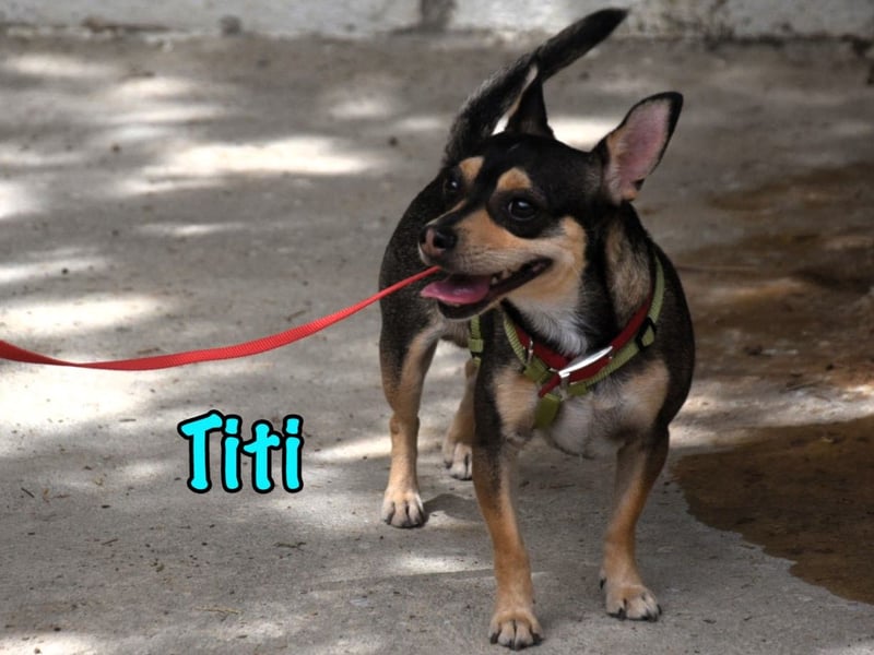 Titi geb. 03/2023 (ESP) - fröhlicher und liebevoller, kleiner Chihuahua-Mix!