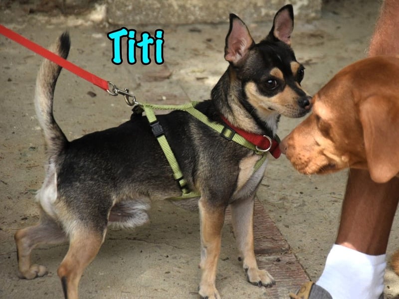 Titi geb. 03/2023 (ESP) - fröhlicher und liebevoller, kleiner Chihuahua-Mix!