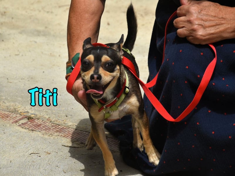 Titi geb. 03/2023 (ESP) - fröhlicher und liebevoller, kleiner Chihuahua-Mix!