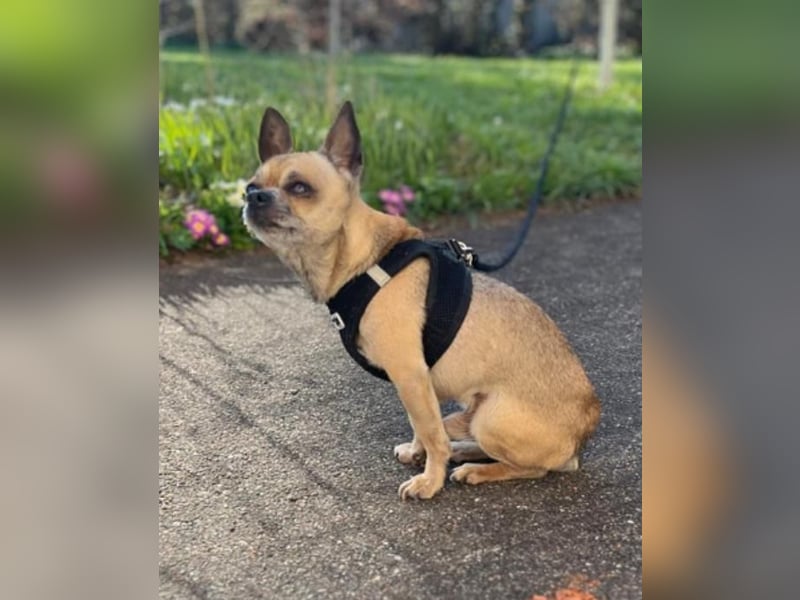 Soni (Chihuahua)