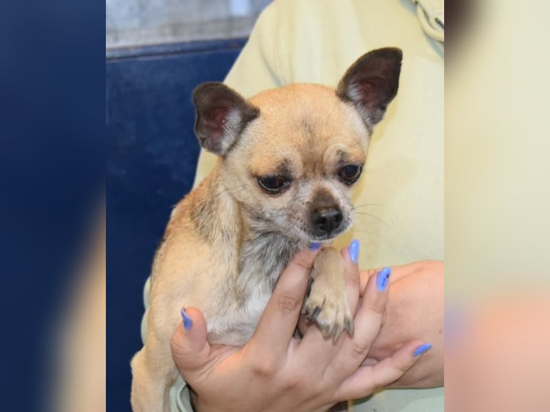 Soni (Chihuahua)