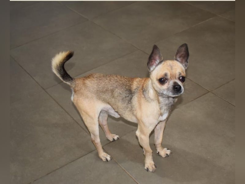 Soni (Chihuahua)