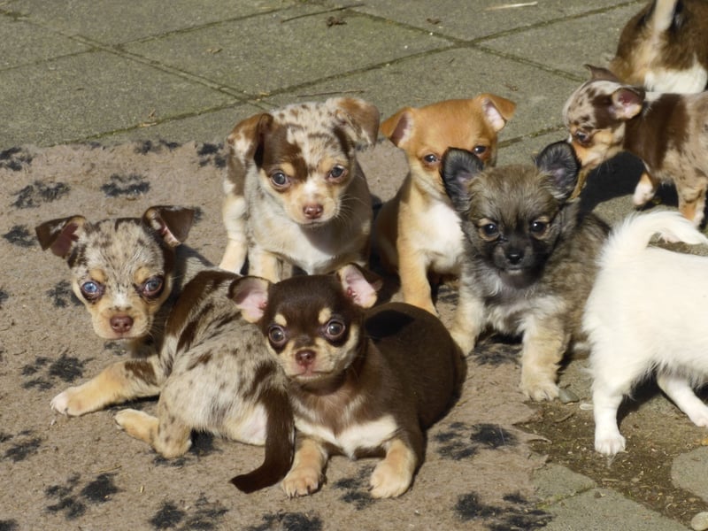 Liebe Chihushuawelpen in Kurz- und Langhaar
