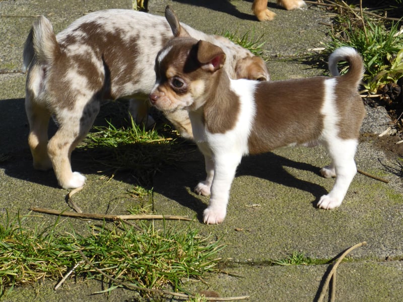 Liebe Chihushuawelpen in Kurz- und Langhaar