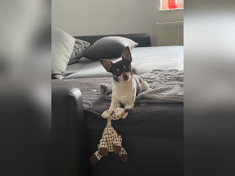 Lieber Chihuahua sucht neues Zuhause