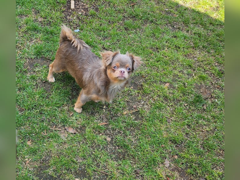 Hübsche Chihuahua Rüden suchen ein zuhause in lilac