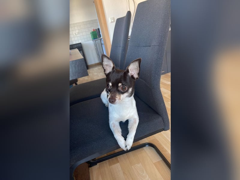 Lieber Chihuahua sucht neues Zuhause