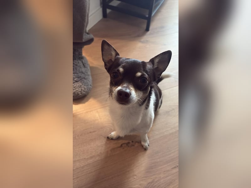 Lieber Chihuahua sucht neues Zuhause