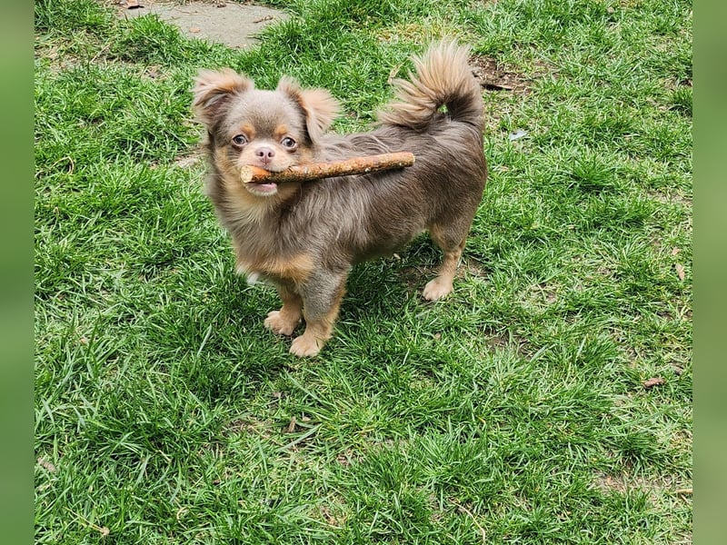 Hübsche Chihuahua Rüden suchen ein zuhause in lilac