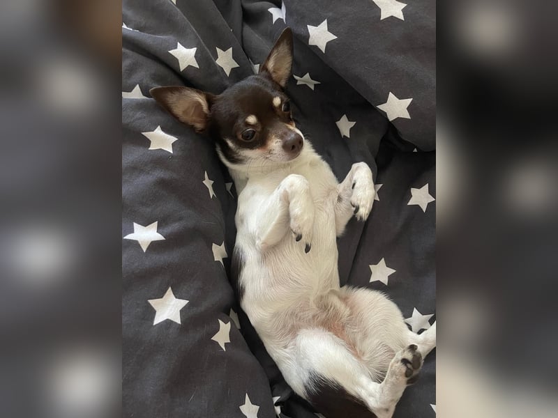 Lieber Chihuahua sucht neues Zuhause